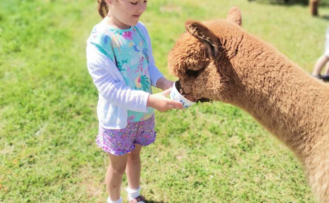 Biedroneczki Dzień Dziecka u alpak
