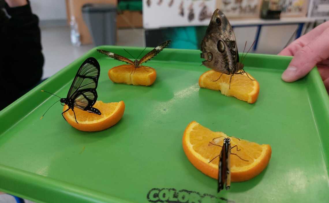 Pokaz żywych motyli u Słoneczek