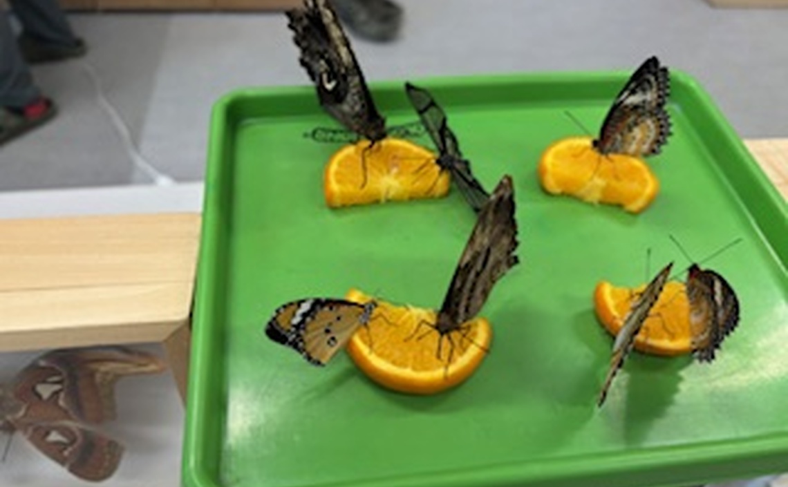 Pokaz żywych motyli u Smerfów